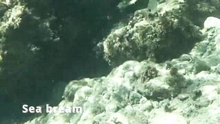 Çeşme май 2025 подводная охота и морская рыбалка в Чешме на чистой воде