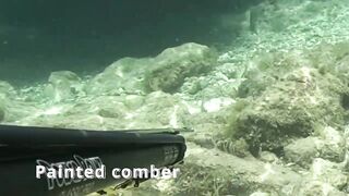 Çeşme май 2025 подводная охота и морская рыбалка в Чешме на чистой воде