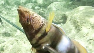 Çeşme май 2025 подводная охота и морская рыбалка в Чешме на чистой воде