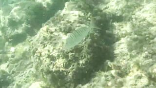 Çeşme май 2025 подводная охота и морская рыбалка в Чешме на чистой воде