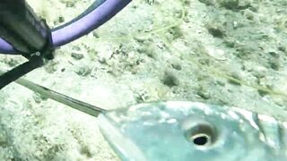 Çeşme май 2025 подводная охота и морская рыбалка в Чешме на чистой воде