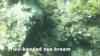 Çeşme подводная охота и лодки на рейде где рядом морская рыбалка по бровкам