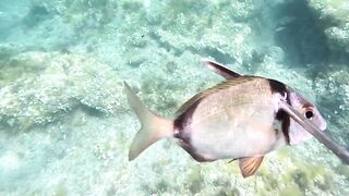 Çeşme подводная охота и лодки на рейде где рядом морская рыбалка по бровкам