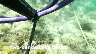 Çeşme подводная охота и лодки на рейде где рядом морская рыбалка по бровкам