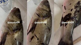 Didim levrek трофей - береговой выход на Mavişehir без лишней суеты