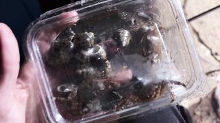 Охота за левреком в Дидиме - ночная снасть и рабочие проводки