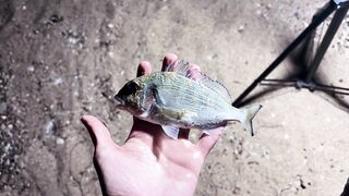 Охота за левреком в Дидиме - ночная снасть и рабочие проводки