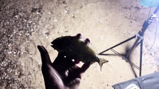 Охота за левреком в Дидиме - ночная снасть и рабочие проводки