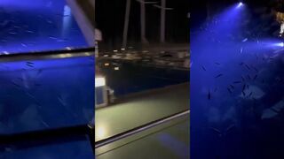 Bodrum Yalıkavak и морская рыбалка в марине или лучше выйти к свалам