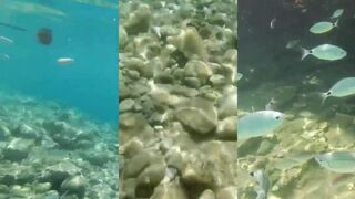 Подводный мир Yalıkavak: морская рыбалка на рассветной бровке