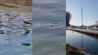 Yalıkavak Marina: морская рыбалка в марине и что клюёт на рассвете