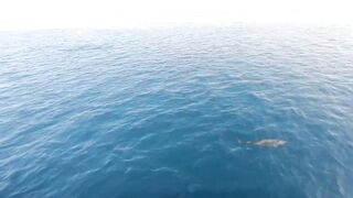 Noonu Atoll утренний выход и морская рыбалка в дрейфе по краю рифа