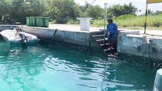 Thoddoo акулы, шок и рыбалка, снорклинг вторым номером