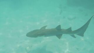 Thoddoo акулы, шок и рыбалка, снорклинг вторым номером