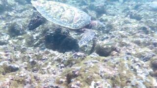 Thoddoo акулы, шок и рыбалка, снорклинг вторым номером