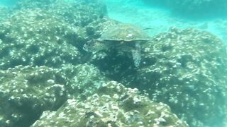 Thoddoo акулы, шок и рыбалка, снорклинг вторым номером