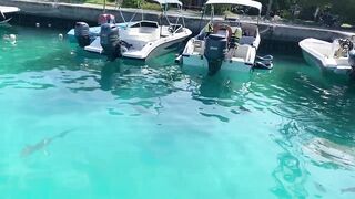 Thoddoo акулы, шок и рыбалка, снорклинг вторым номером