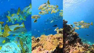 Dhigurah Island рассвет у пасса и утренняя рыбалка в канале