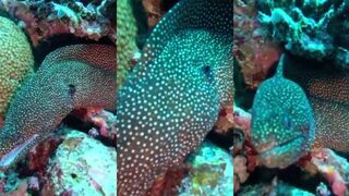 Dhigurah немыслимые рифовые рыбы и стоит ли здесь ловить с берега