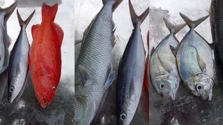 Traditional fish на Мальдивах что именно ловят и есть ли рыбалка на пляже