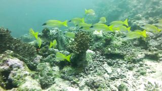 Maamigili Beyru декабрьский шторм и рыбалка только с утра до прилива