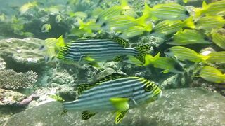 Maamigili Beyru декабрьский шторм и рыбалка только с утра до прилива