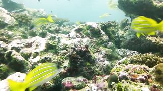 Maamigili Beyru декабрьский шторм и рыбалка только с утра до прилива