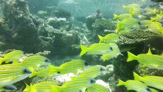 Maamigili Beyru декабрьский шторм и рыбалка только с утра до прилива