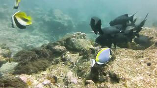 Maamigili Beyru декабрьский шторм и рыбалка только с утра до прилива