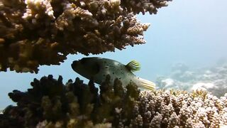 Maamigili Beyru декабрьский шторм и рыбалка только с утра до прилива