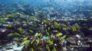 Maamigili Beyru и Aryadoo Caves: где морская рыбалка на границе течений?