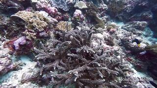 Maamigili Beyru и Aryadoo Caves: где морская рыбалка на границе течений?