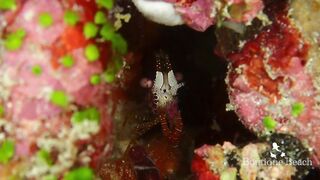 Maamigili Beyru и Aryadoo Caves: где морская рыбалка на границе течений?