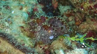 Maamigili Beyru и Aryadoo Caves: где морская рыбалка на границе течений?