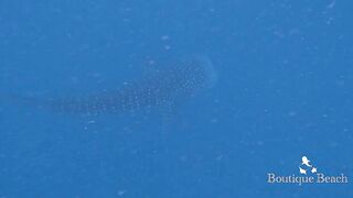 Maamigili Beyru и Aryadoo Caves: где морская рыбалка на границе течений?