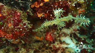 Maamigili Beyru и Aryadoo Caves: где морская рыбалка на границе течений?