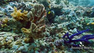 Maamigili Beyru и Aryadoo Caves: где морская рыбалка на границе течений?