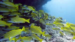 Maamigili Beyru и Aryadoo Caves: где морская рыбалка на границе течений?