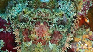 Maamigili Beyru и Aryadoo Caves: где морская рыбалка на границе течений?