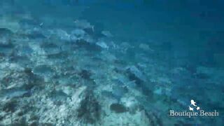 Maamigili Beyru и Aryadoo Caves: где морская рыбалка на границе течений?