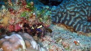 Maamigili Beyru и Aryadoo Caves: где морская рыбалка на границе течений?