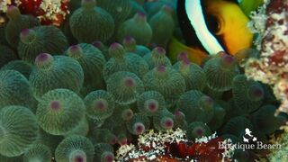 Maamigili Beyru и Aryadoo Caves: где морская рыбалка на границе течений?