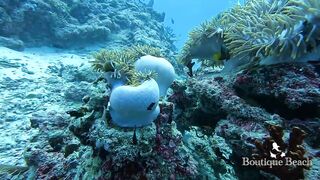 Maamigili Beyru и Aryadoo Caves: где морская рыбалка на границе течений?