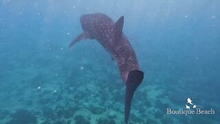 Maamigili Beyru и Aryadoo Caves: где морская рыбалка на границе течений?