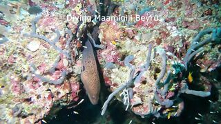 Maamigili Beyru Южный Ари дайвинг у тени манты и будет ли клев