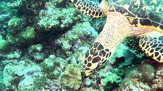 Maamigili Beyru Южный Ари дайвинг у тени манты и будет ли клев