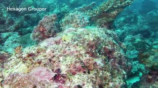 Maamigili Beyru Южный Ари дайвинг у тени манты и будет ли клев