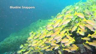 Maamigili Beyru Южный Ари дайвинг у тени манты и будет ли клев