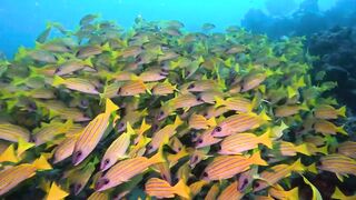 Maamigili Beyru Южный Ари дайвинг у тени манты и будет ли клев