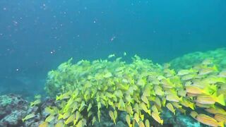 Maamigili Beyru Южный Ари дайвинг у тени манты и будет ли клев